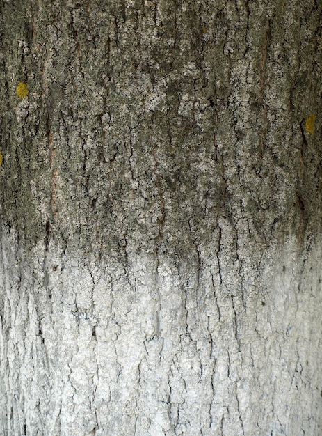 Deep bark tree painted white from below from pests