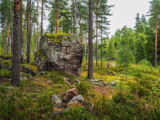 In the deep forest. The mystical rainforest. Forest landscape with boulders covered with moss.