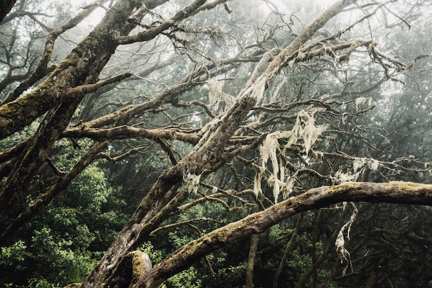 Deep forest with green trees and trunks with musk Nature outdoors park Wild woods with fog and creepy atmosphere Concept of save the world and earth's day scenic place