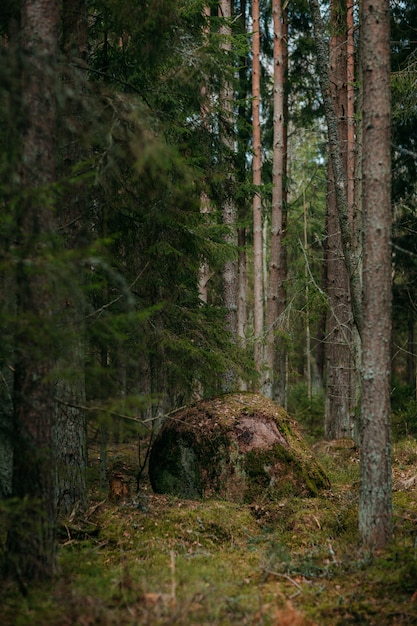 Deep forest with path. Wild nature with pinetrees. Nordic nature. Big rock in the trees.