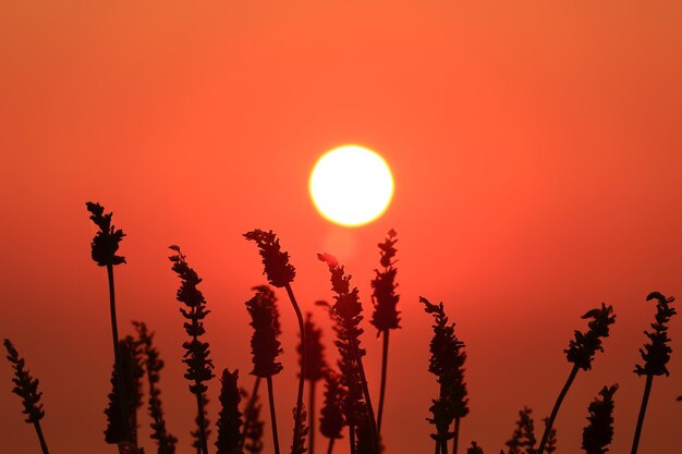 Deep orange sun and sky with plant silhouettes in foreground