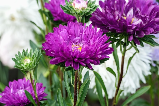 Deep purple Aster flowers growing in the garden Callistephus chinensis blooming in autumn