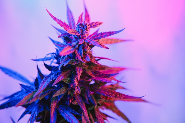 Deep purple Cannabis plant Marijuana flower Medical Marijuana in violet neon light on black background Aesthetic beautiful cannabis hemp