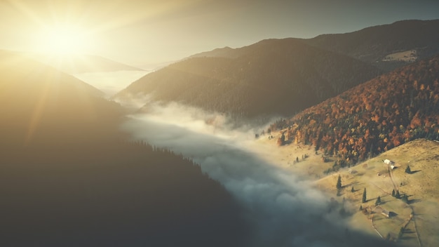 Deep wild wood mountain foggy slope aerial view misty wildlife habitat pine coniferous landscape