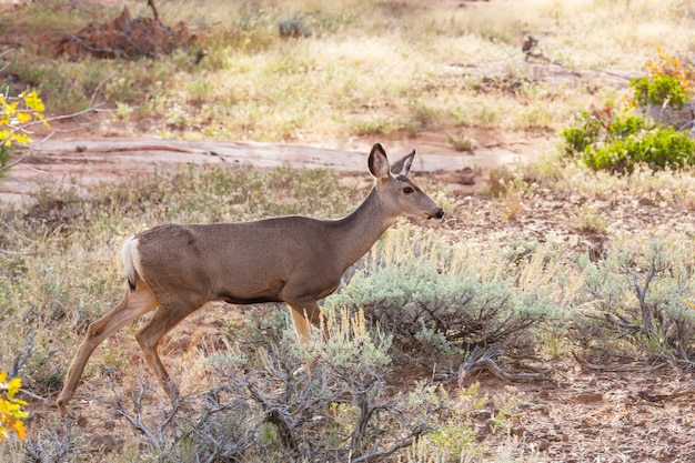 Deer in autumn meadow, USA