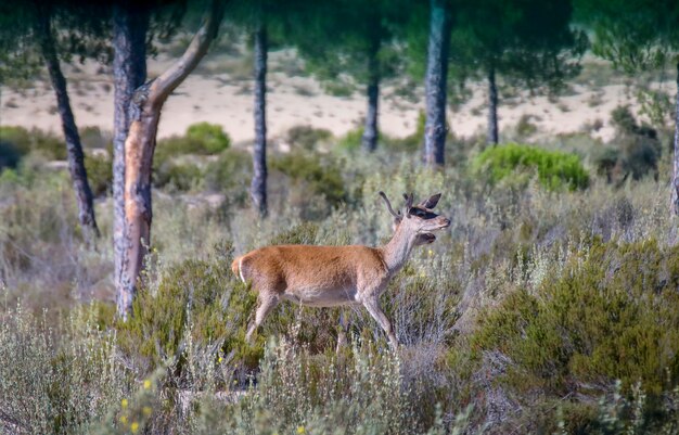 Deer couple in the  National Park.