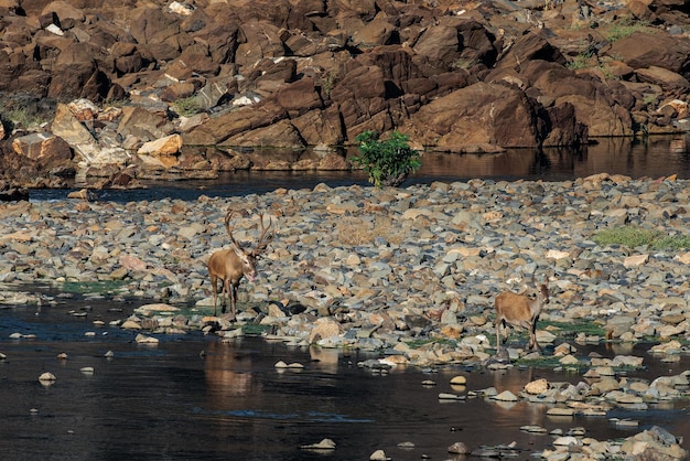 Deer courting a hind.