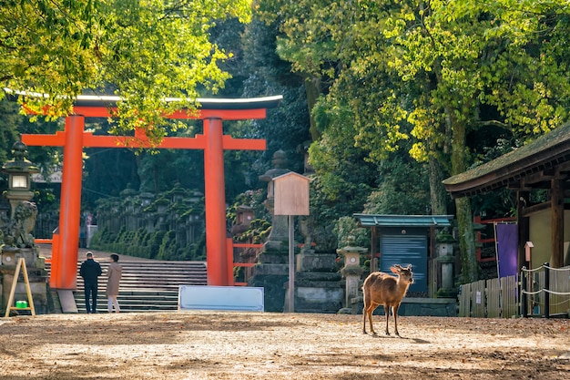 Deer in downtown area of Nara, Japan