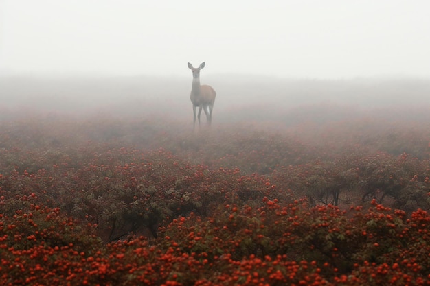 Deer in a foggy field with red berries in autumn