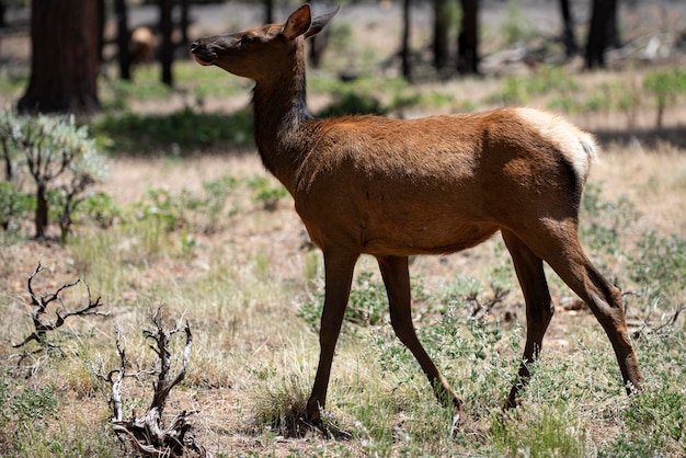 Deer in forest bambi capreolus whitetailed young roe beautiful wildlife