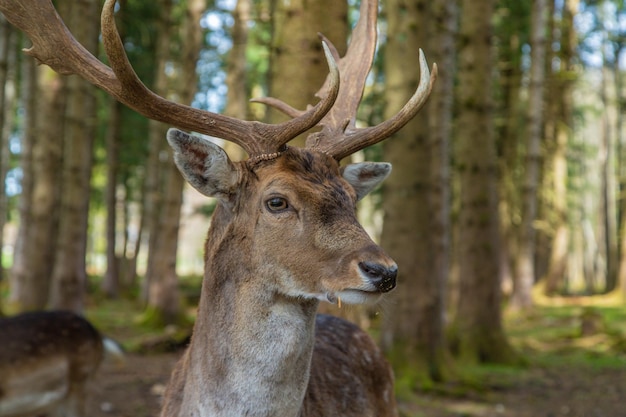 Deer in the forest in summer Selective focus