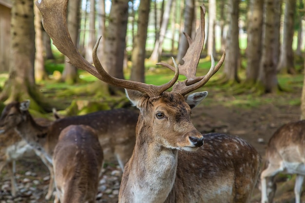 Deer in the forest in summer Selective focus