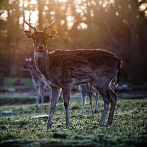 Photo deer on grassy field at morning