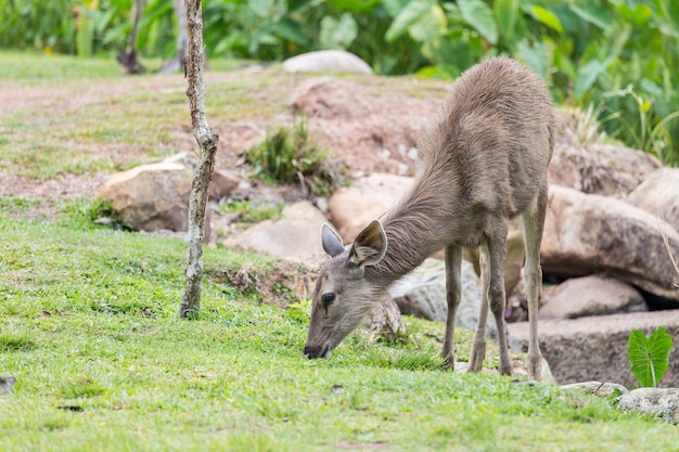 Deer graze in broad grass