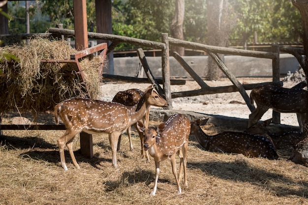 Deer grazing around in the zoo