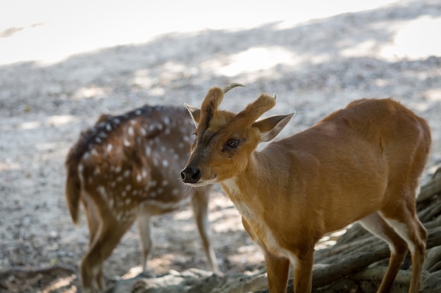 Deer grazing around in the zoo