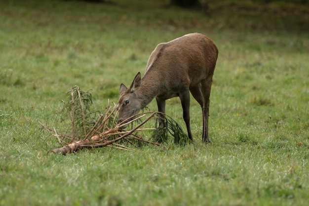 Photo deer grazing in a field