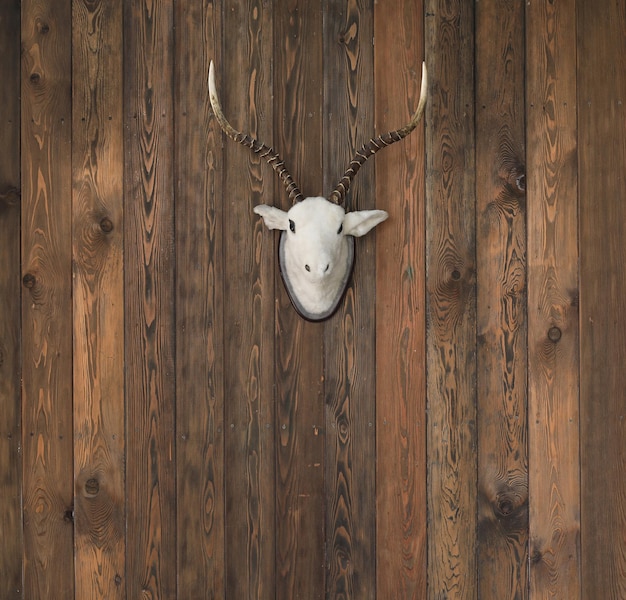 deer head with antlers on old wooden wall