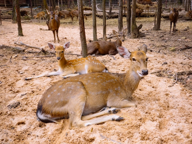 Deer herd 