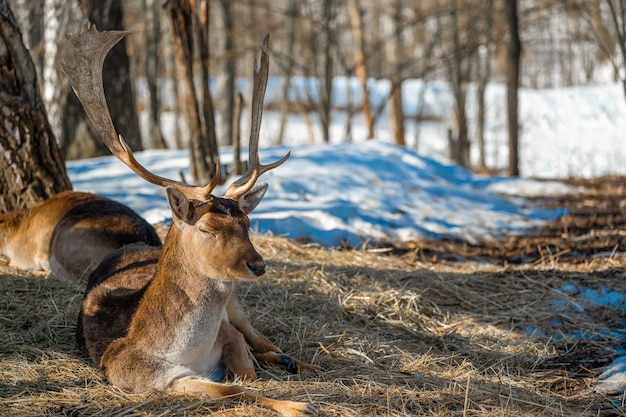 Deer lies resting on dry grass in the forest in a natural habitat spring sunny weather Dama dama a mediumsized deer common in Europe