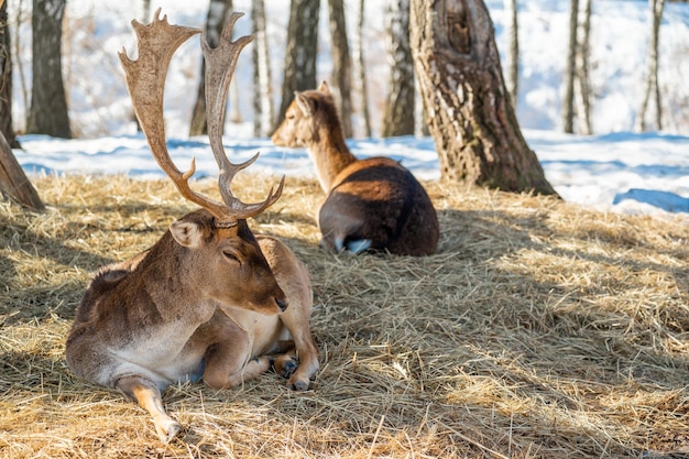 Deer lies resting on dry grass in the forest in a natural habitat spring sunny weather Dama dama a mediumsized deer common in Europe