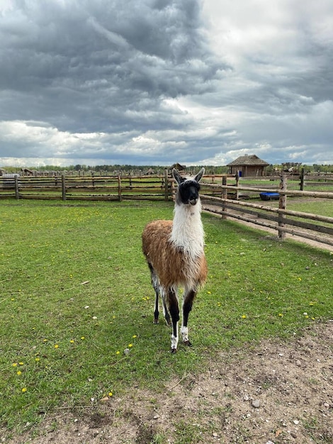 Deer, llama, goat walk around the zoo and smile at visitors