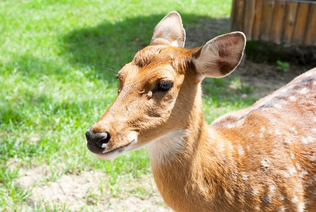 Deer looking for food