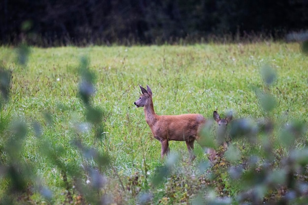 Deer looks at the forest