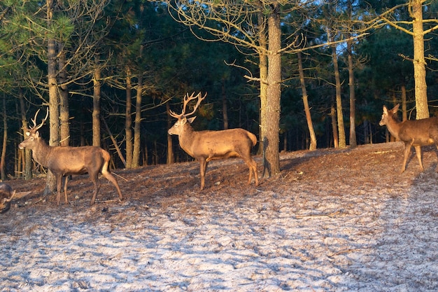 Deer male with big antlers in the natural park Wildlife photo