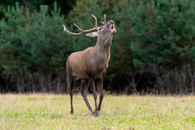 Deer on meadow in spring time