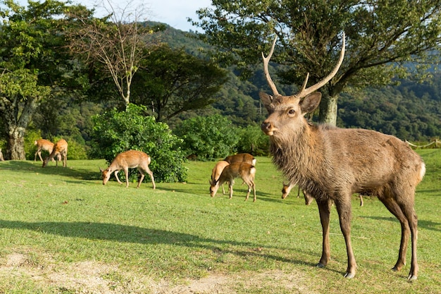 Deer in mountain of Nara in Japan