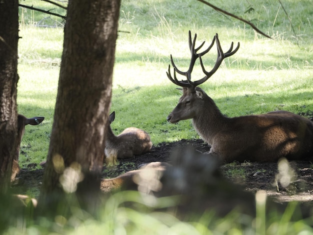 Deer relaxing in the forest