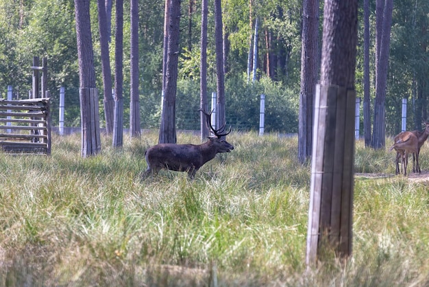 Deer resting in hot weather deer during rest in summer heat