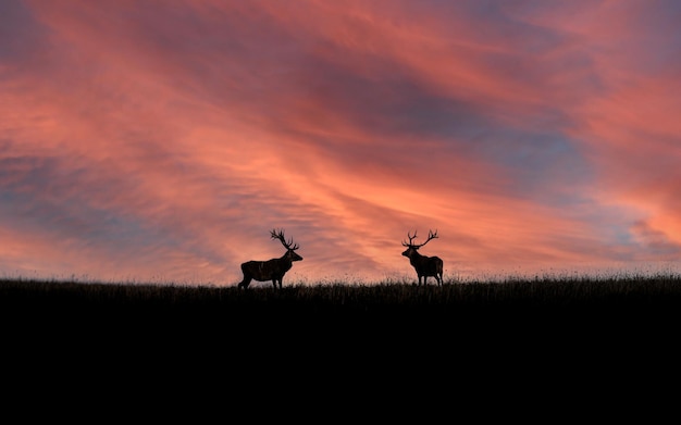 Deer silhouettes against a colorful sunset sky in a meadow