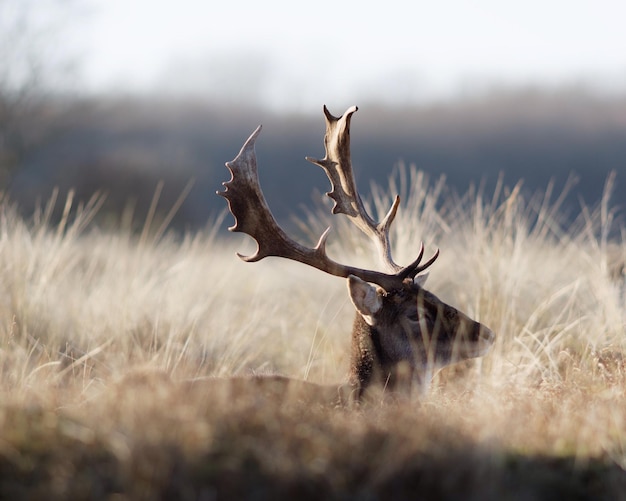 Photo deer sitting on field