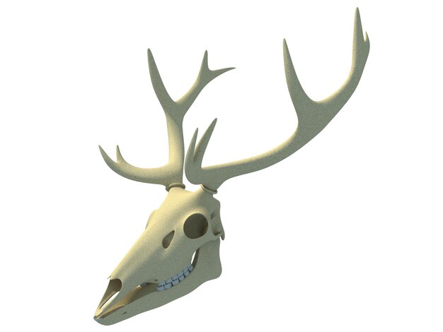 Photo deer skull animal anatomy 3d rendering on white background