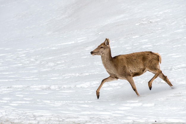 Deer on the snow background