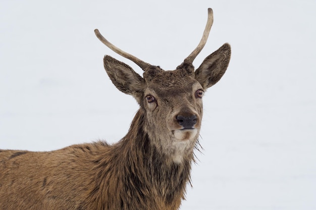 Deer in the snow Deer in winter