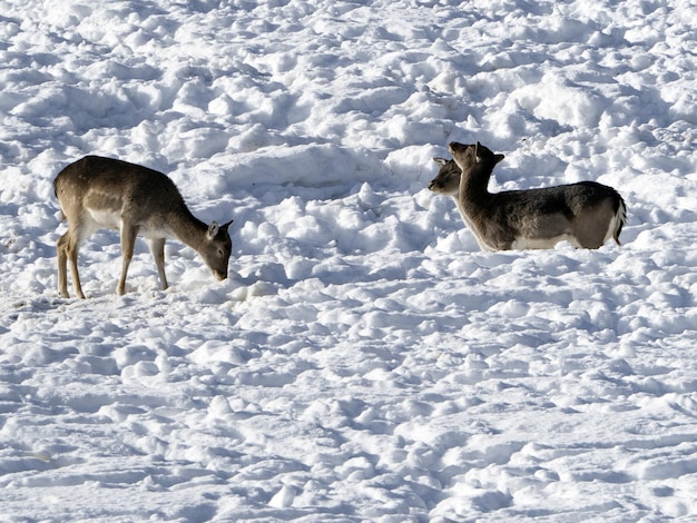 Deer in the snow in winter