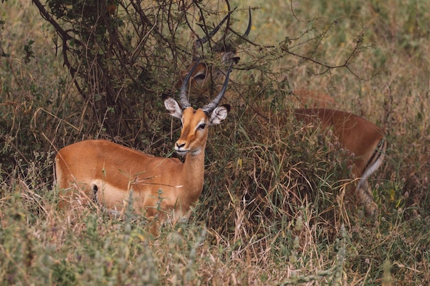 Photo deer standing on field