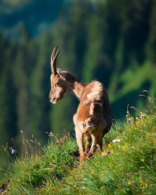 Photo deer standing on grassy field