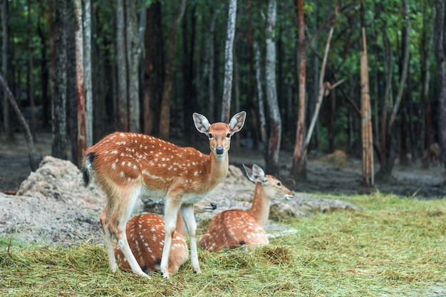 Deer standing next to two sleeping