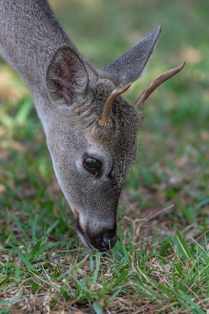 A deer with a black nose is grazing on the grass.