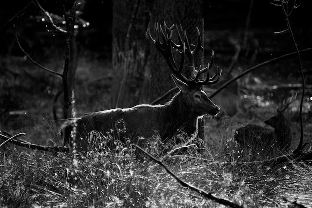 Deer with huge antlers in fall black and white