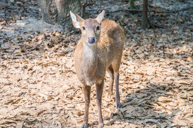 Deer in the zoo.