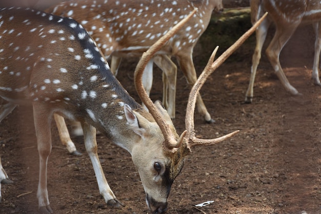 deer in the zoo