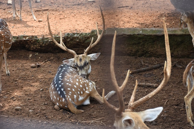 deer in the zoo