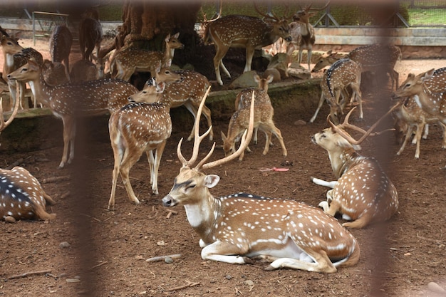 deer in the zoo