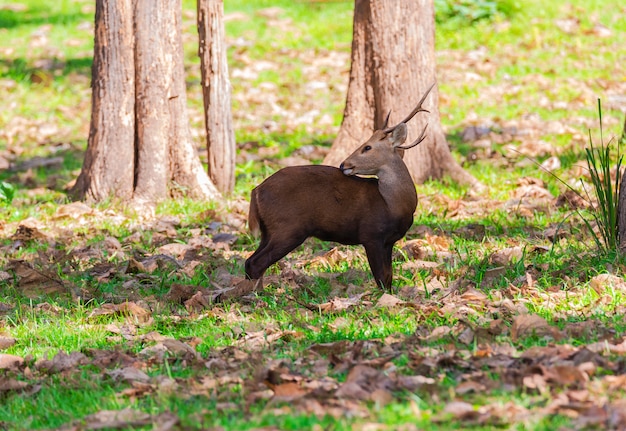 Deers in Huai Kha Khaeng Wildlife Sanctuary,Thailand