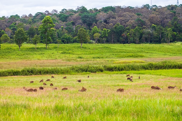 The deers in the wildlife sanctuary of Thailand.